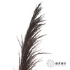 永生花材 | 铁杆芦苇咖色 商品缩略图3