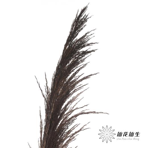 永生花材 | 铁杆芦苇咖色 商品图3