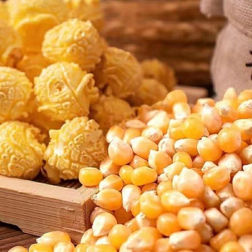 【买2送1，新疆乌苏爆米花玉米】一年一季，颗粒饱满，严格筛选，软糯弹滑，口感微甜玉米粒500克球形原料美式五谷杂粮 商品图1