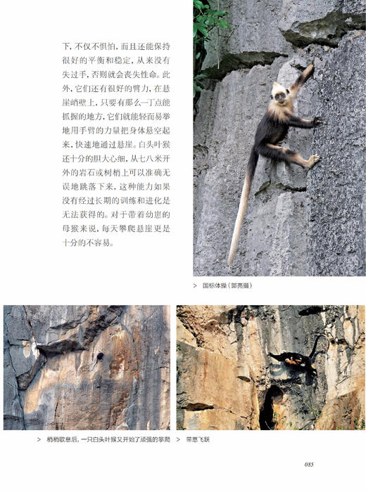 《探秘喀斯特精灵：白头叶猴科考实录》 商品图11