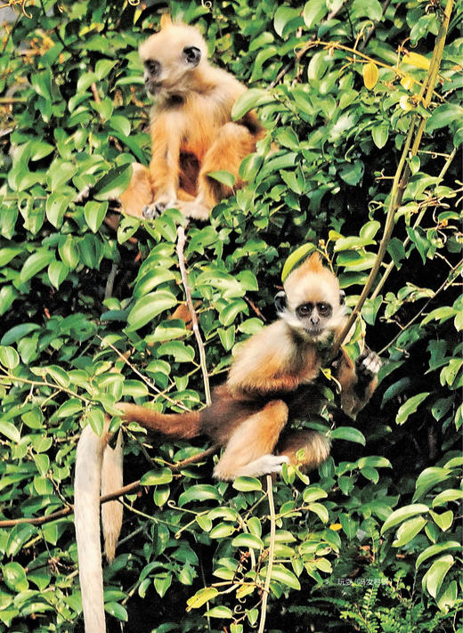 《探秘喀斯特精灵：白头叶猴科考实录》 商品图8