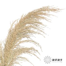 永生花材 | 铁杆芦苇原色