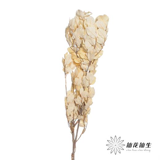 永生花材 | 黄金叶白色 商品图1