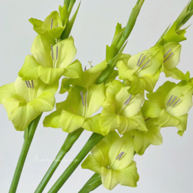 剑兰丨绿色丨10支