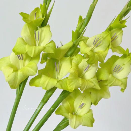 剑兰丨绿色丨10支 商品图0