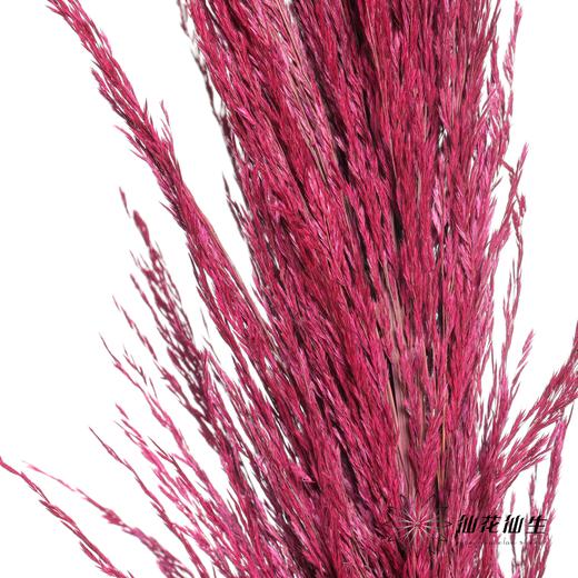 永生花材 | 铁杆芦苇玫红 商品图4