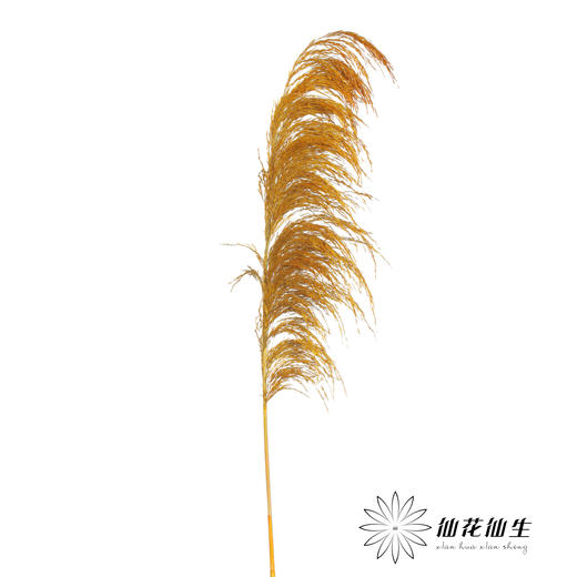 永生花材 | 铁杆芦苇黄色 商品图1