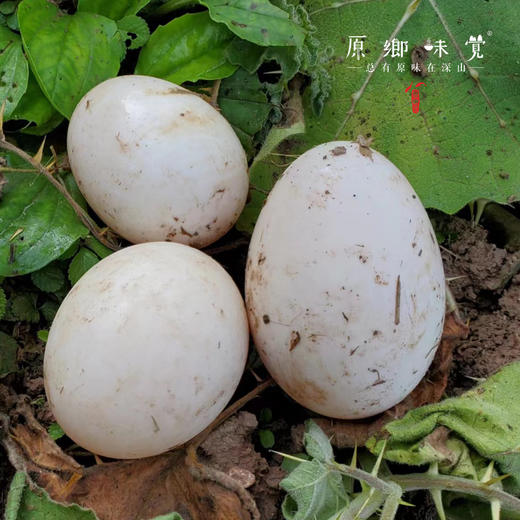 【预售需等】生态鹅蛋【基地直发-京东快递】| 12枚/盒，来自四川简阳，生产者：德福【合作生产，公平贸易】 商品图2