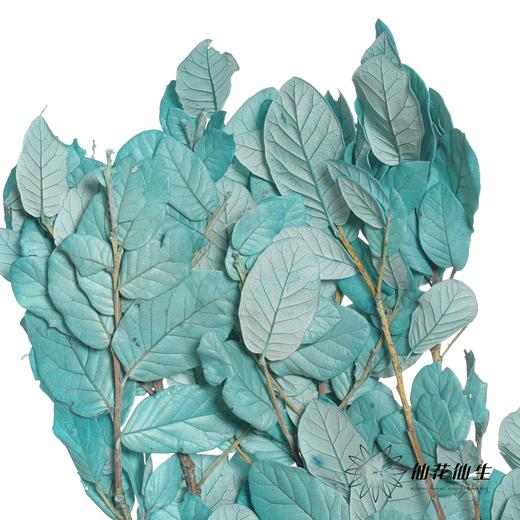 永生花材 | 黄金叶蓝色 商品图0