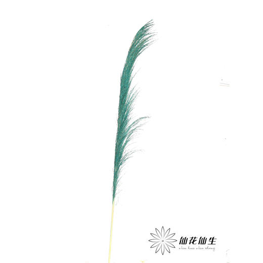 永生花材 | 铁杆芦苇宝蓝 商品图1