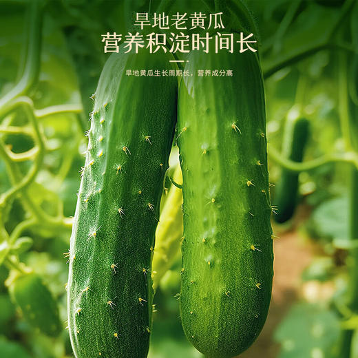 福东海 高钙黄瓜籽粉600克  无蔗糖冲泡即食老人补充营养早餐代餐粉 商品图2