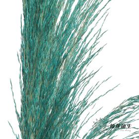 永生花材 | 铁杆芦苇宝蓝