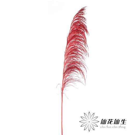 永生花材 | 铁杆芦苇红色 商品图1