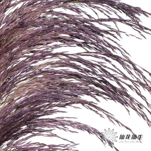 永生花材 | 铁杆芦苇紫色 商品图0
