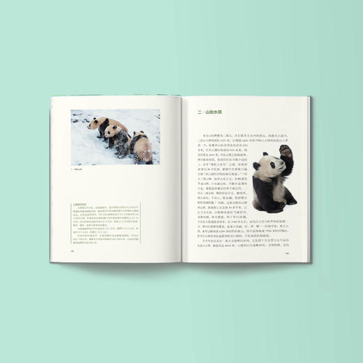 《寻踪国宝：走近大熊猫家族》 商品图2