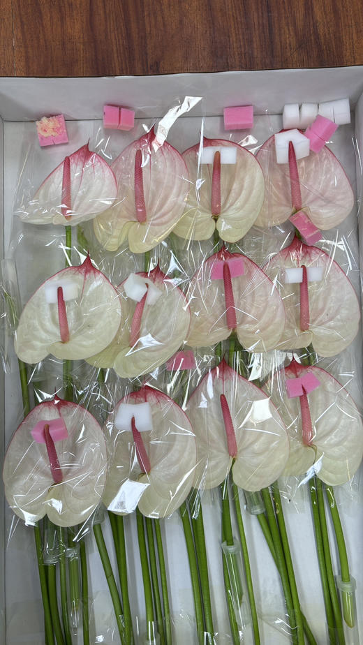 【绿光彩掌】科赛克 商品图8