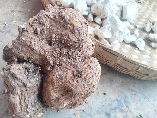 茯苓|云南永仁深山 商品图3