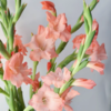 剑兰丨粉色丨10支 商品缩略图0