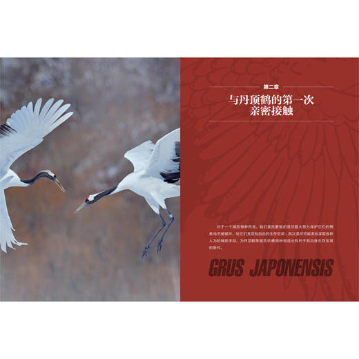 风中的丹顶鹤——相伴“湿地仙子”的日子 商品图4