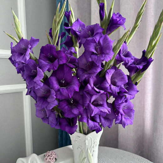 剑兰丨深紫丨10支 商品图1