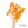 永生花材 | 黄金叶橙色 商品缩略图1