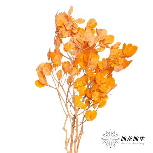 永生花材 | 黄金叶橙色 商品图1