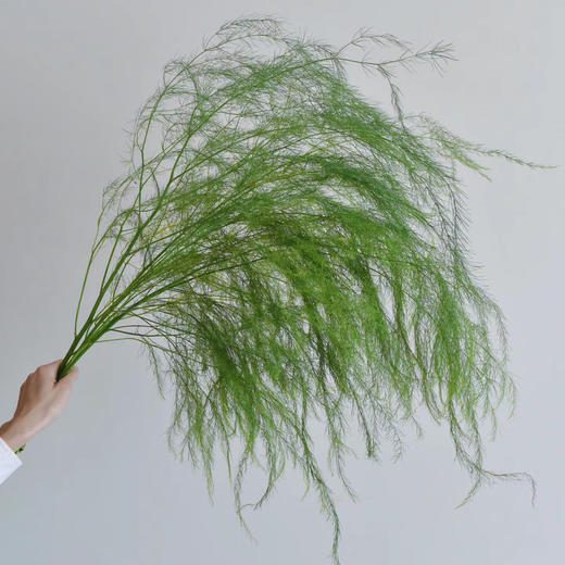 芦荀草丨配草 商品图1