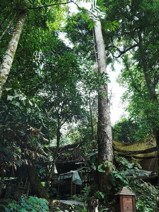 活动即将结束！【积分兑换】【哆依树高杆】2024年头春头采选取易武高杆之王，仅采茶王树周边八棵大高杆单采单制357g/饼，不带外铝盒 商品图5