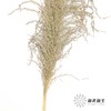 永生花材 | 铁杆芦苇原色 商品缩略图2