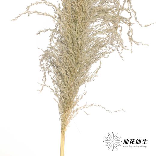 永生花材 | 铁杆芦苇原色 商品图2