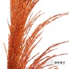 永生花材 | 铁杆芦苇橙色 商品缩略图0