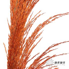 永生花材 | 铁杆芦苇橙色