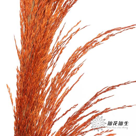 永生花材 | 铁杆芦苇橙色 商品图0
