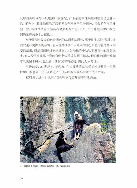 《探秘喀斯特精灵：白头叶猴科考实录》 商品图9