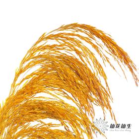 永生花材 | 铁杆芦苇黄色