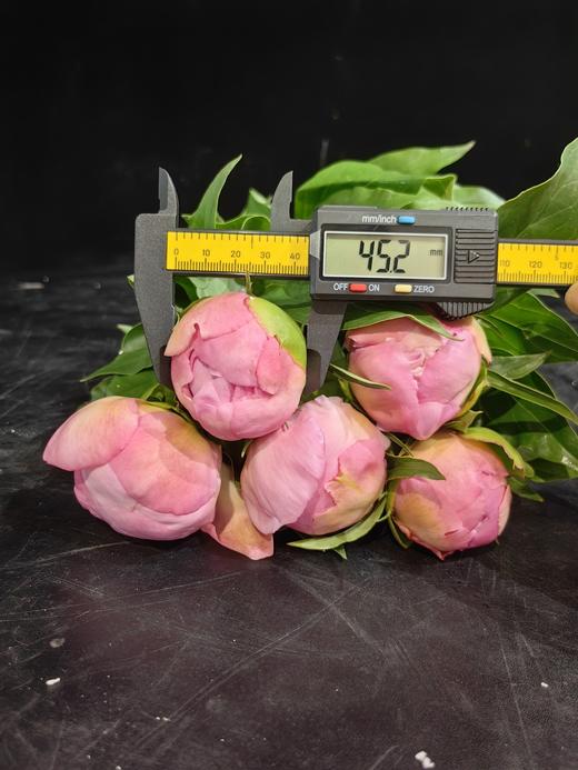 新娘出浴精品芍药花5支 商品图9