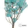 永生花材 | 黄金叶蓝色 商品缩略图3