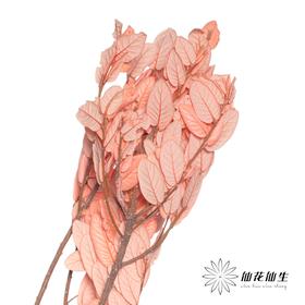 永生花材 | 黄金叶粉色
