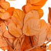 永生花材 | 黄金叶橙色 商品缩略图2