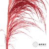 永生花材 | 铁杆芦苇红色 商品缩略图2