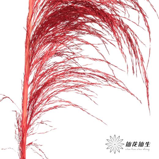 永生花材 | 铁杆芦苇红色 商品图2