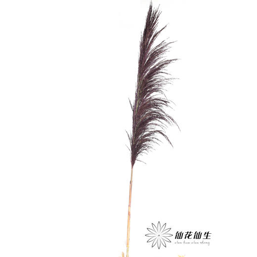 永生花材 | 铁杆芦苇紫色 商品图2