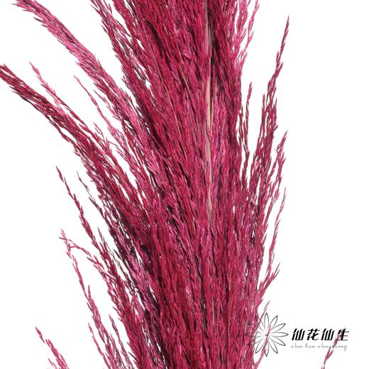 永生花材 | 铁杆芦苇玫红 商品图0