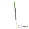 永生花材 | 铁杆芦苇绿色 商品缩略图1