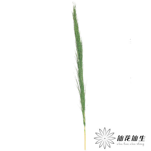 永生花材 | 铁杆芦苇绿色 商品图1