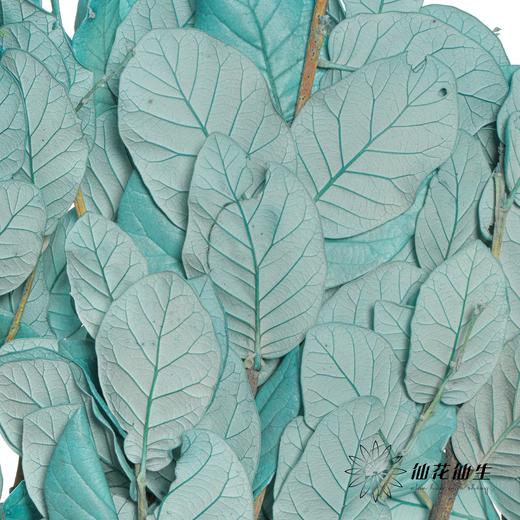 永生花材 | 黄金叶蓝色 商品图2