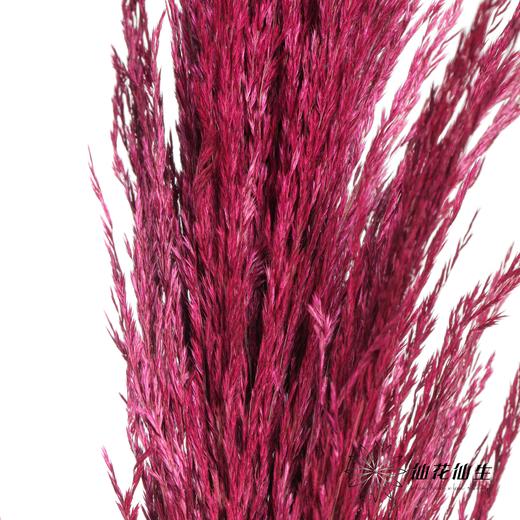 永生花材 | 铁杆芦苇玫红 商品图3