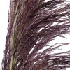 永生花材 | 铁杆芦苇紫色 商品缩略图4