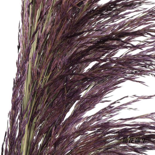 永生花材 | 铁杆芦苇紫色 商品图4