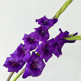剑兰丨深紫丨10支